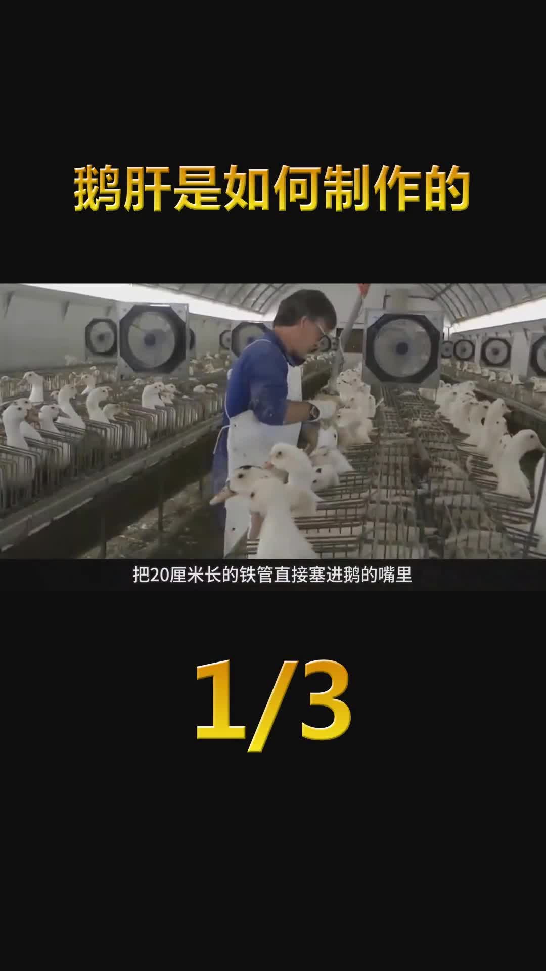 最残忍的美食从出生到宰杀一气呵成揭秘鹅肝的生产过程