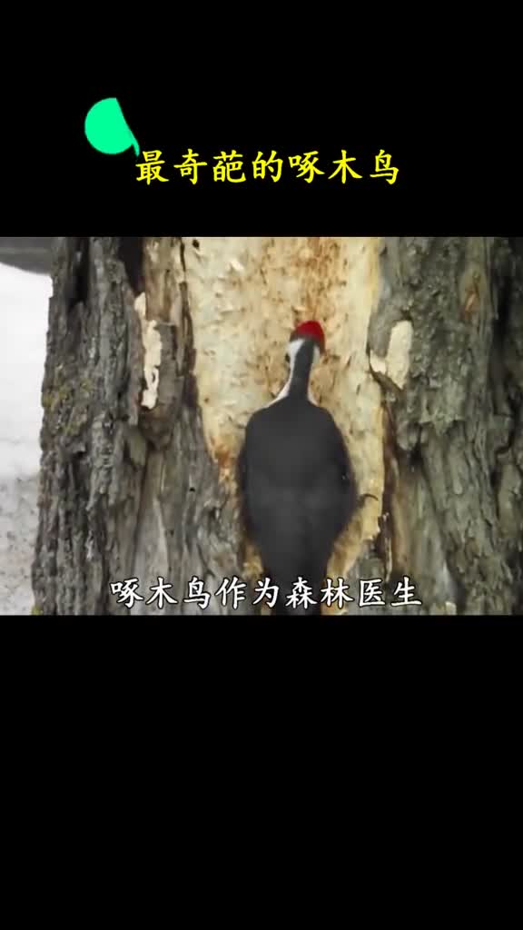 不认识虫子的啄木鸟能忍但连树都不认识的啄木鸟又是什么