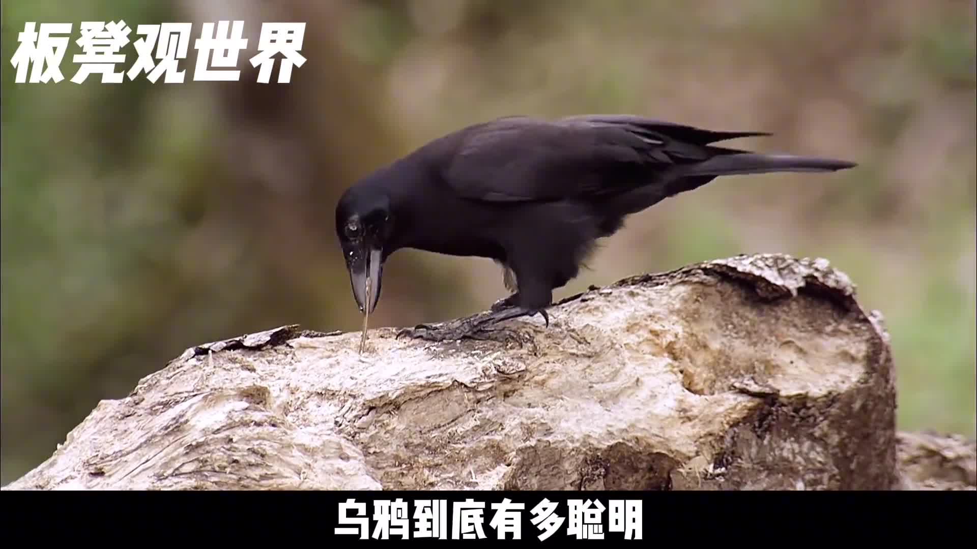乌鸦到底有多聪明超过你的想象