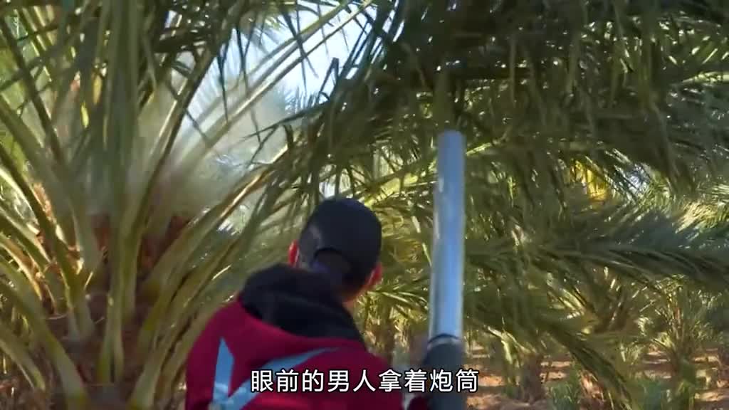 迪拜富不富先看树