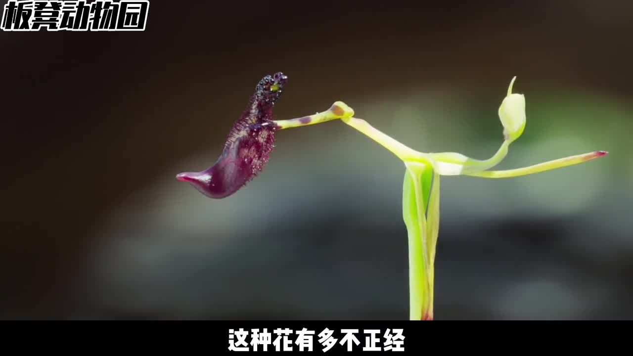 植物为了授粉路子有多野