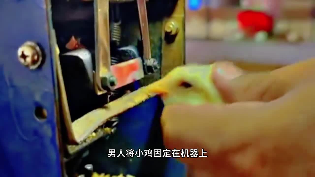 你知道小鸡为什么要去喙吗