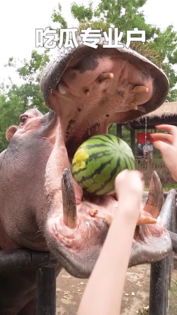 嘴巴大不大没有用该掉的西瓜还得掉