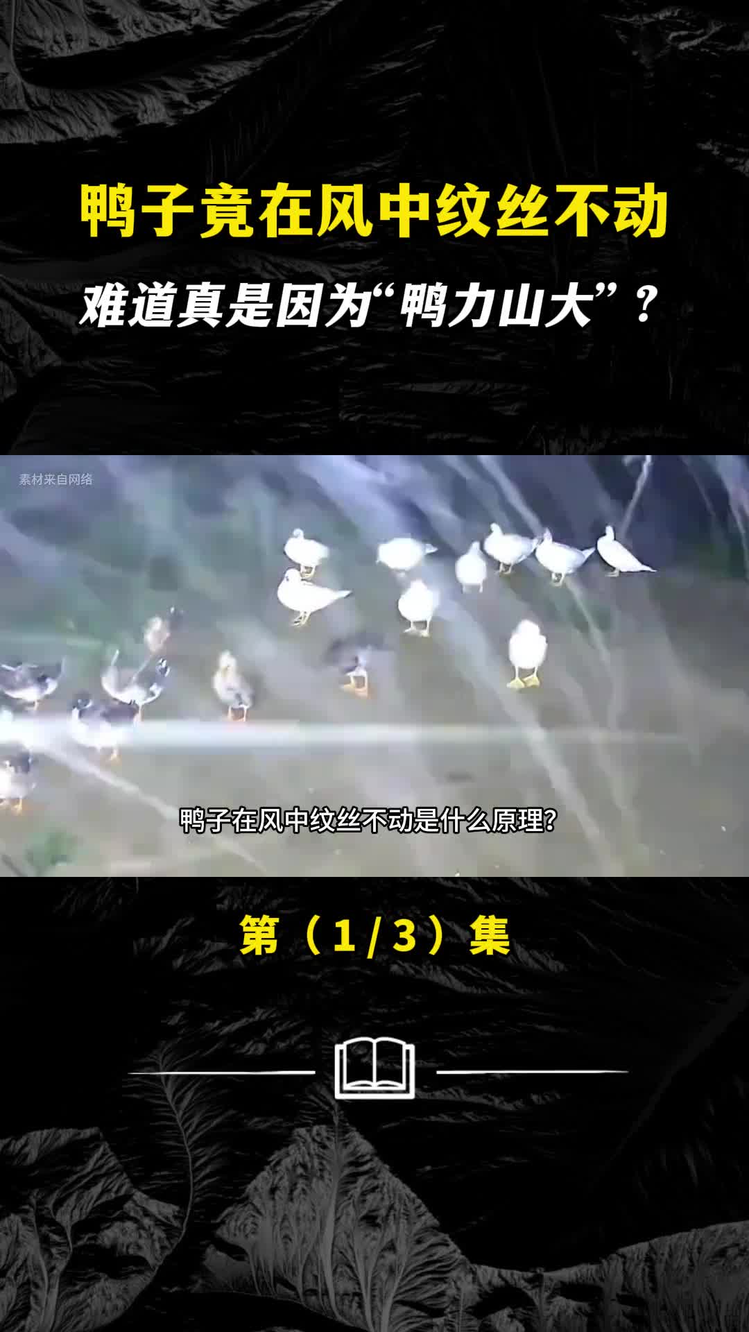 鸭子竟在风中纹丝不动难道真是因为鸭力山大