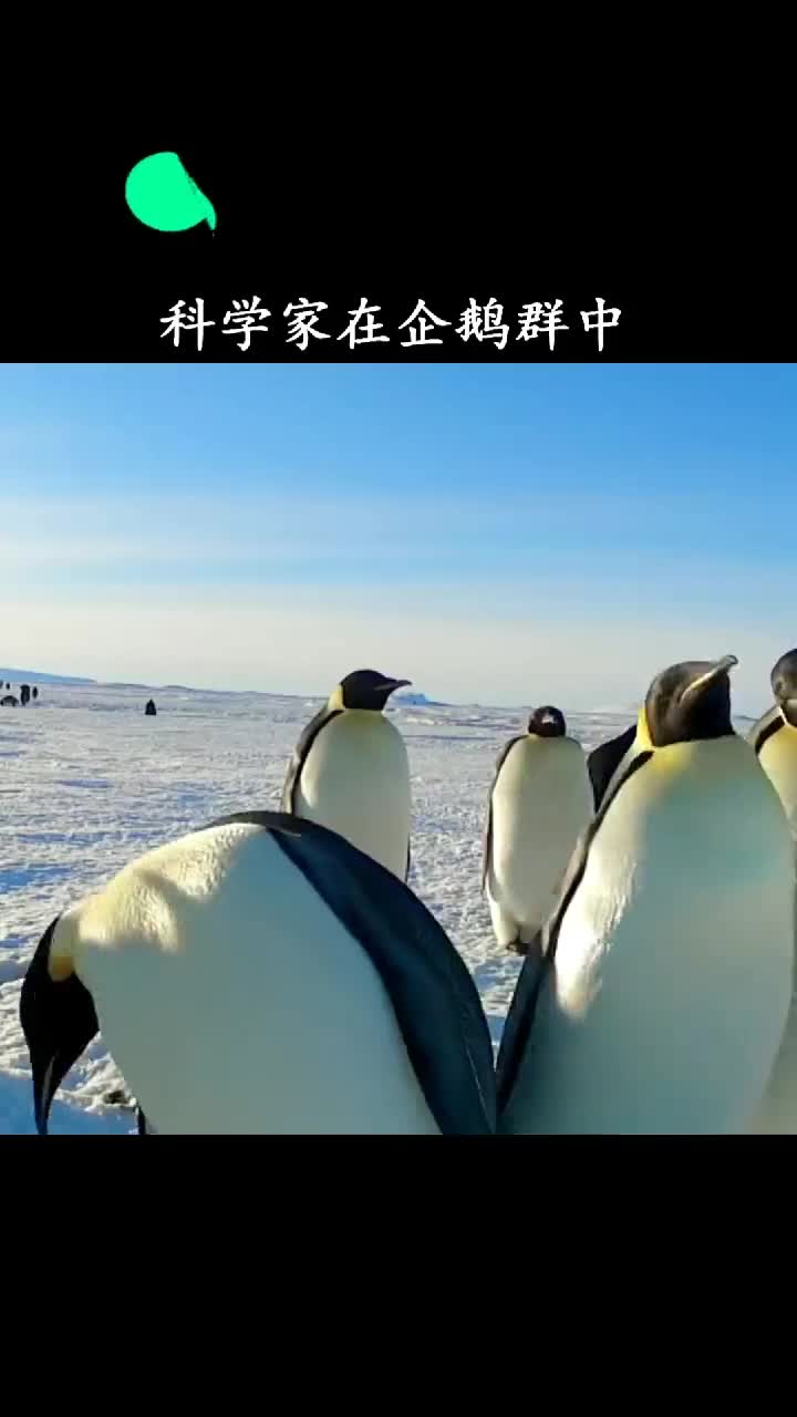 企鹅还能怎样只能原谅她芭