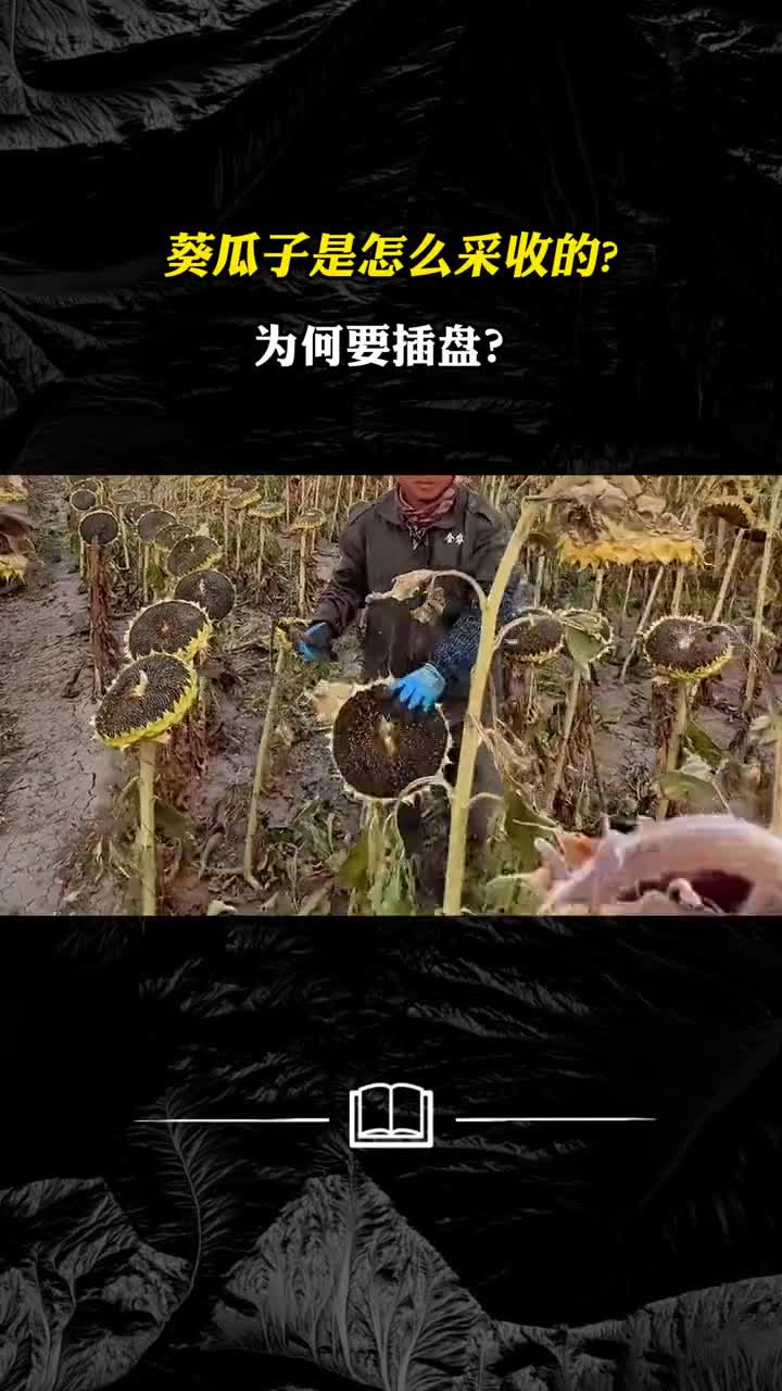 葵瓜子是怎么采收的为何要插盘