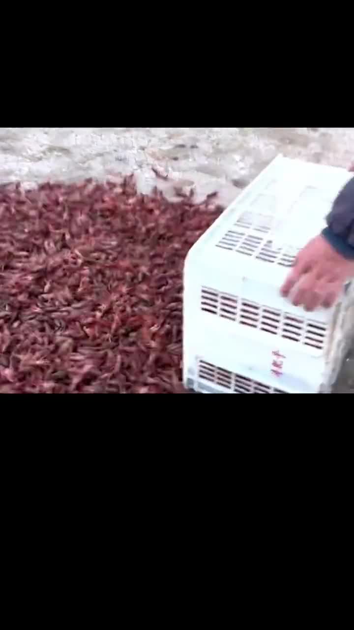 从未见过这样奢侈的人