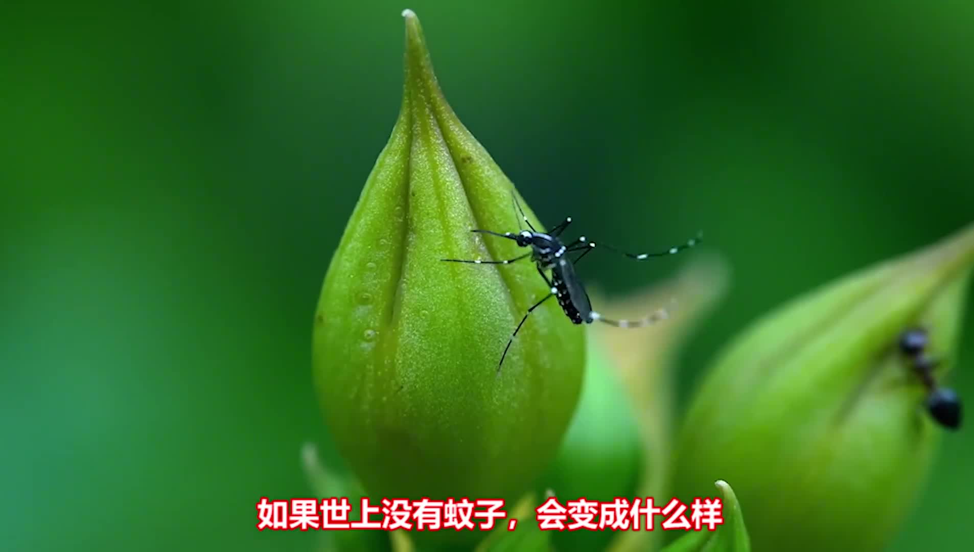 如果没有了蚊子世界会变成什么样