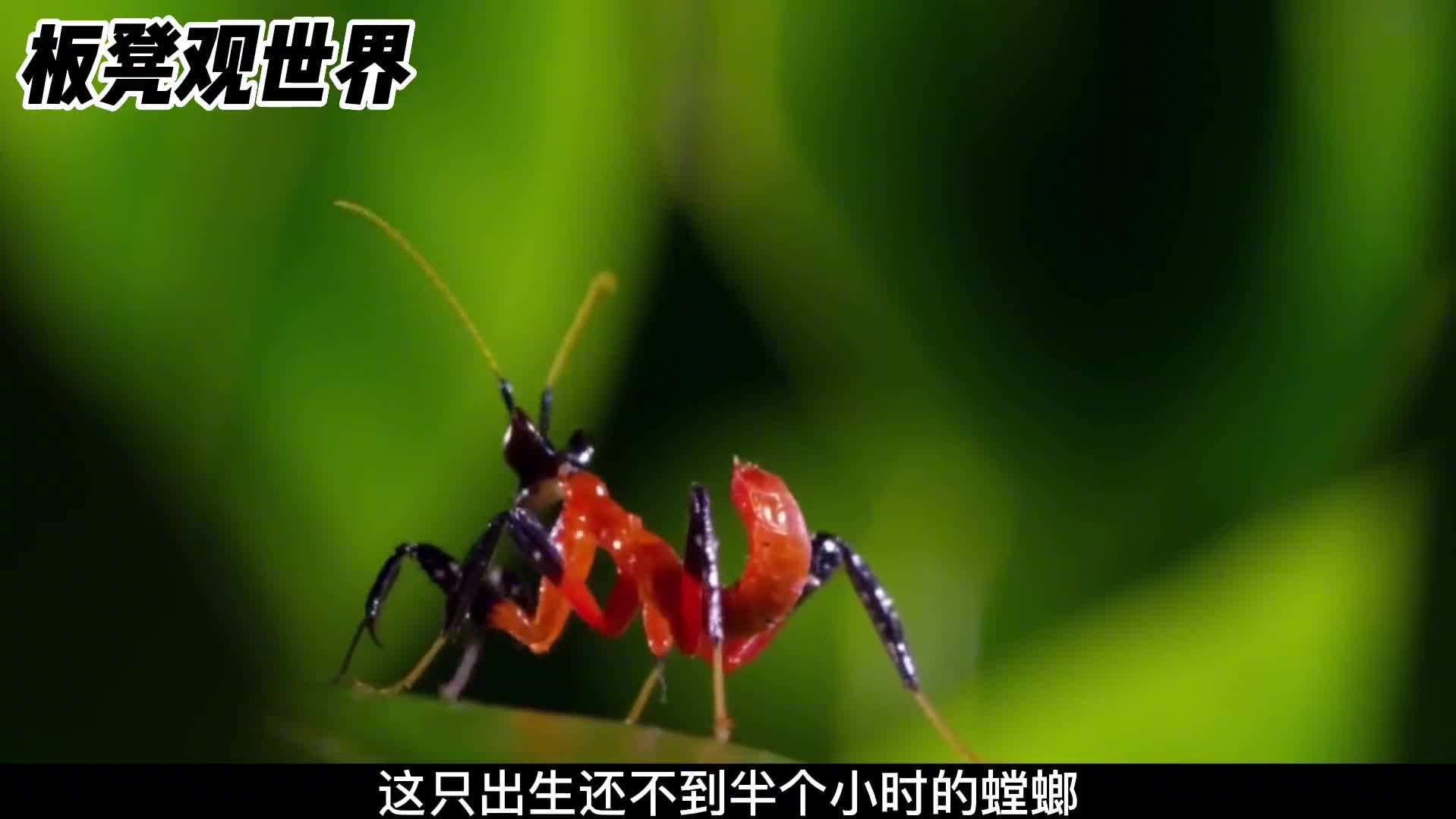 出生不到半个小时的螳螂就得从新投胎