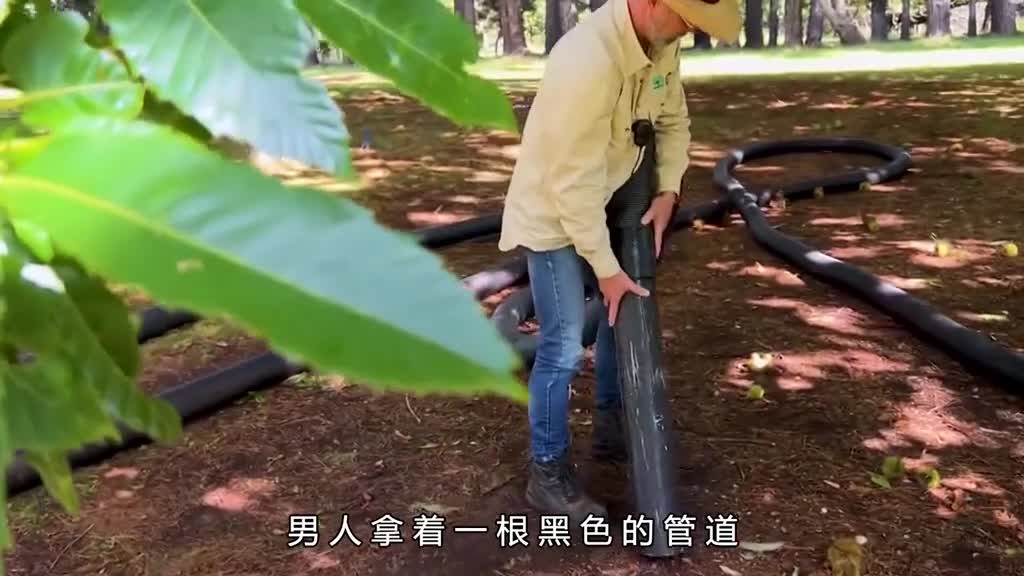 这样的冰板栗你吃过吗