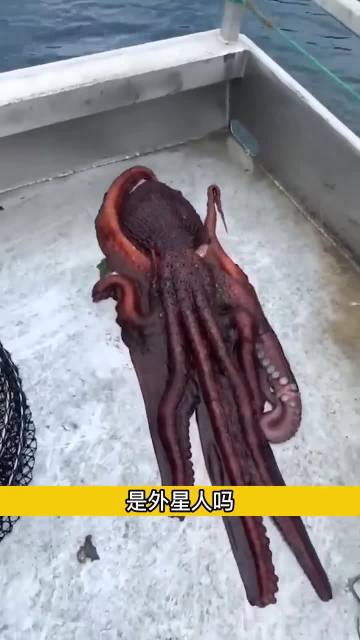 章鱼真的是外星人吗