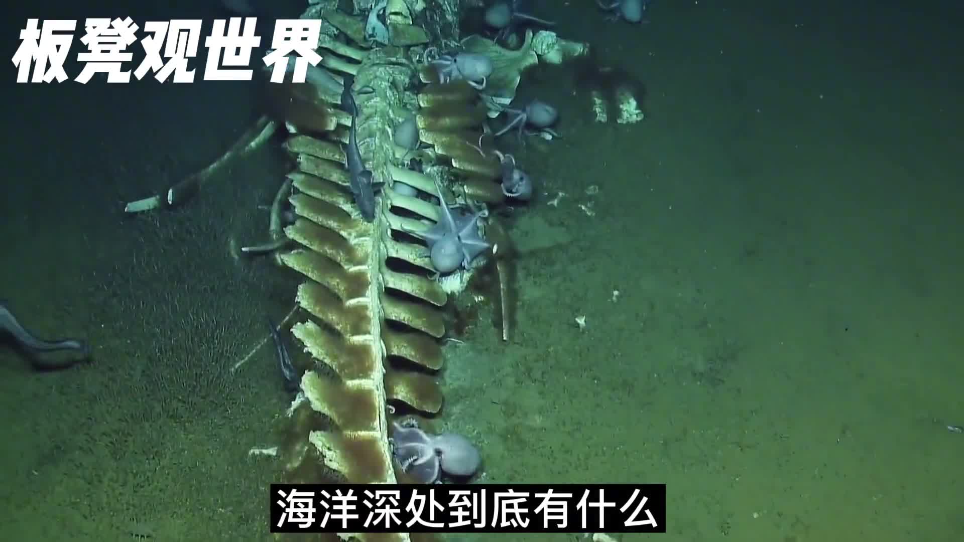 黑暗的深海到底有什么