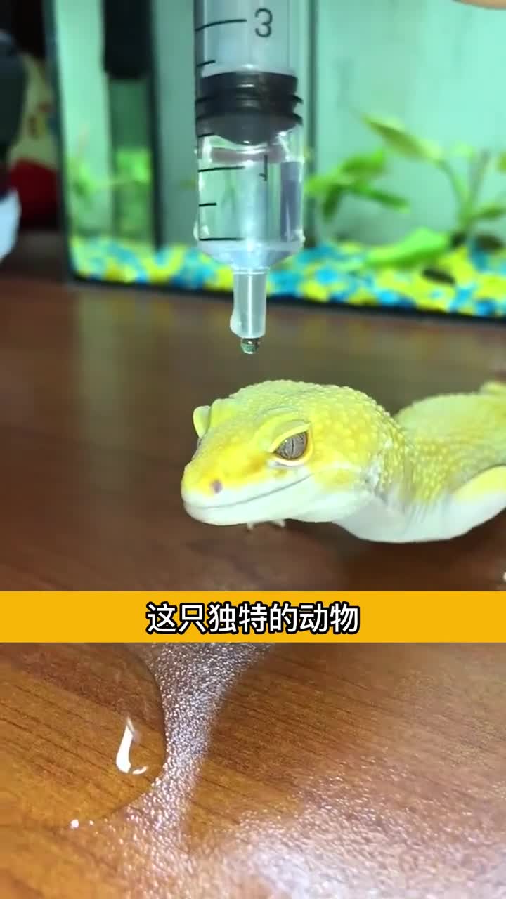 独特的蜥蜴测试开眼界