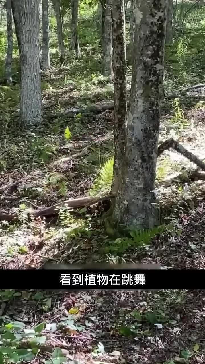 植物也会跳舞吗
