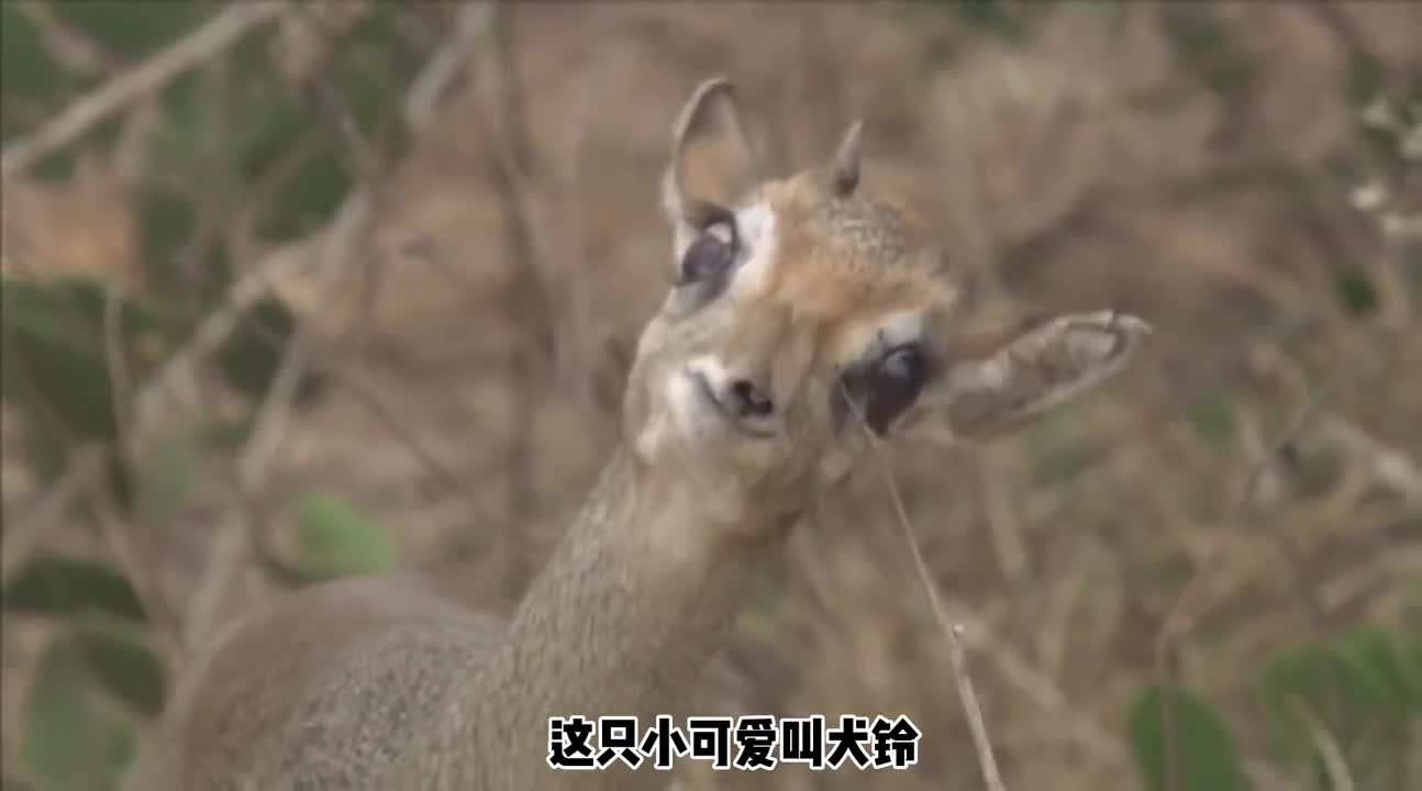 犬羚不仅仅是呆萌