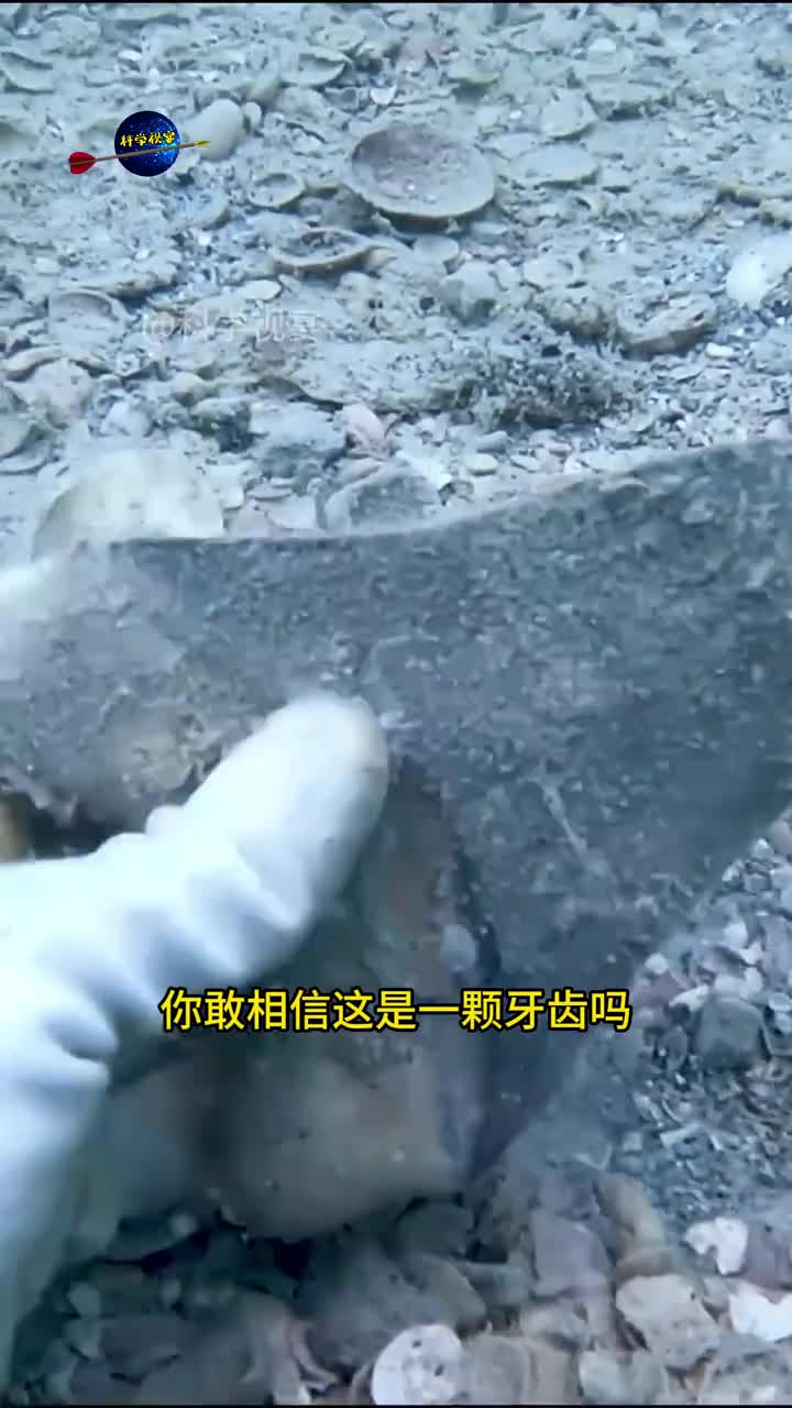 鲨鱼为啥经常换牙齿