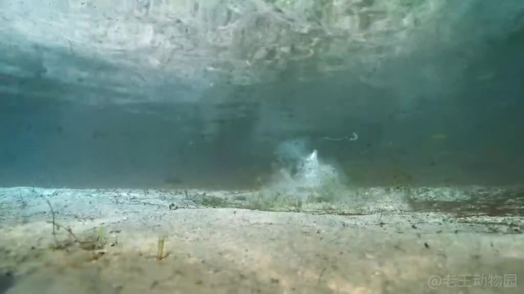 海洋中最致命的猎手虾界的渣男