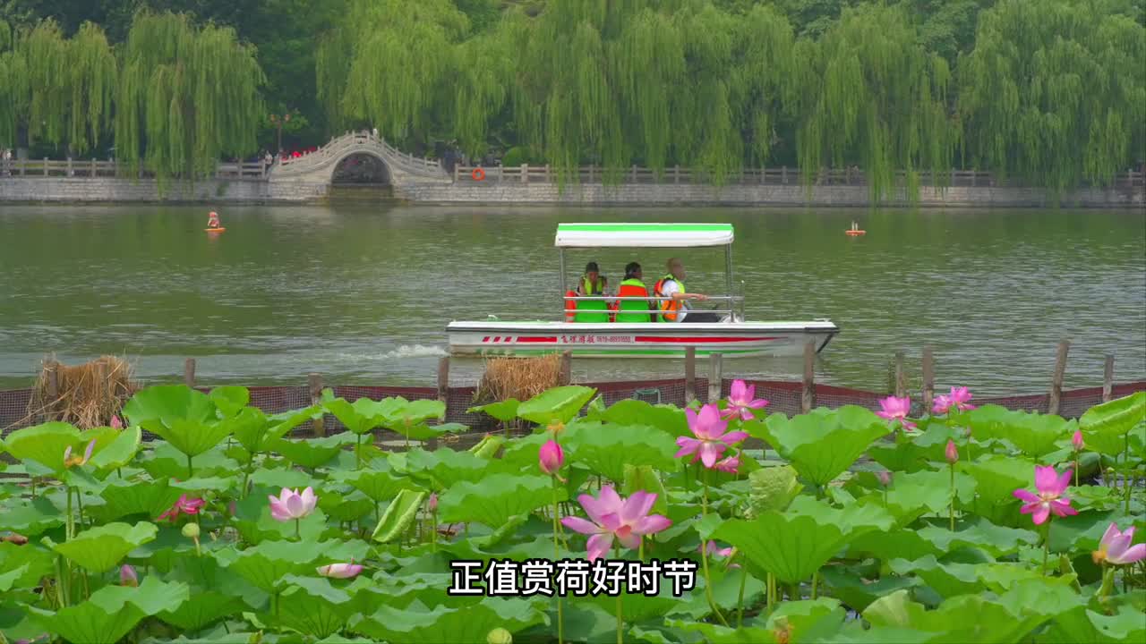 夏日赏荷正当时山东这几个地方不容错过