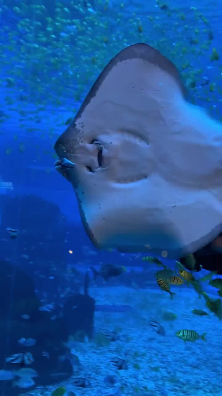 上班时间突然饿了怎么办鳐鱼那就