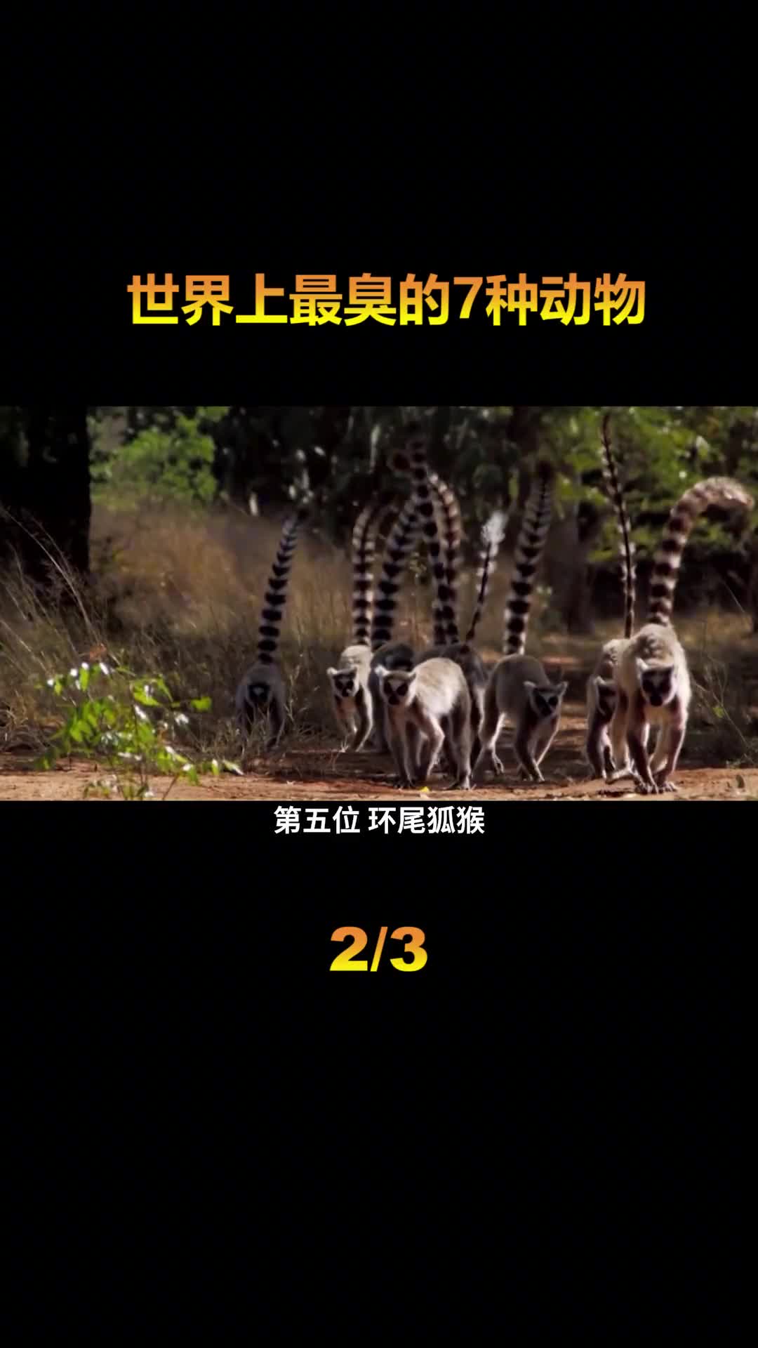 盘点世界上7种最臭的动物第一名被称为自然界的生化武器