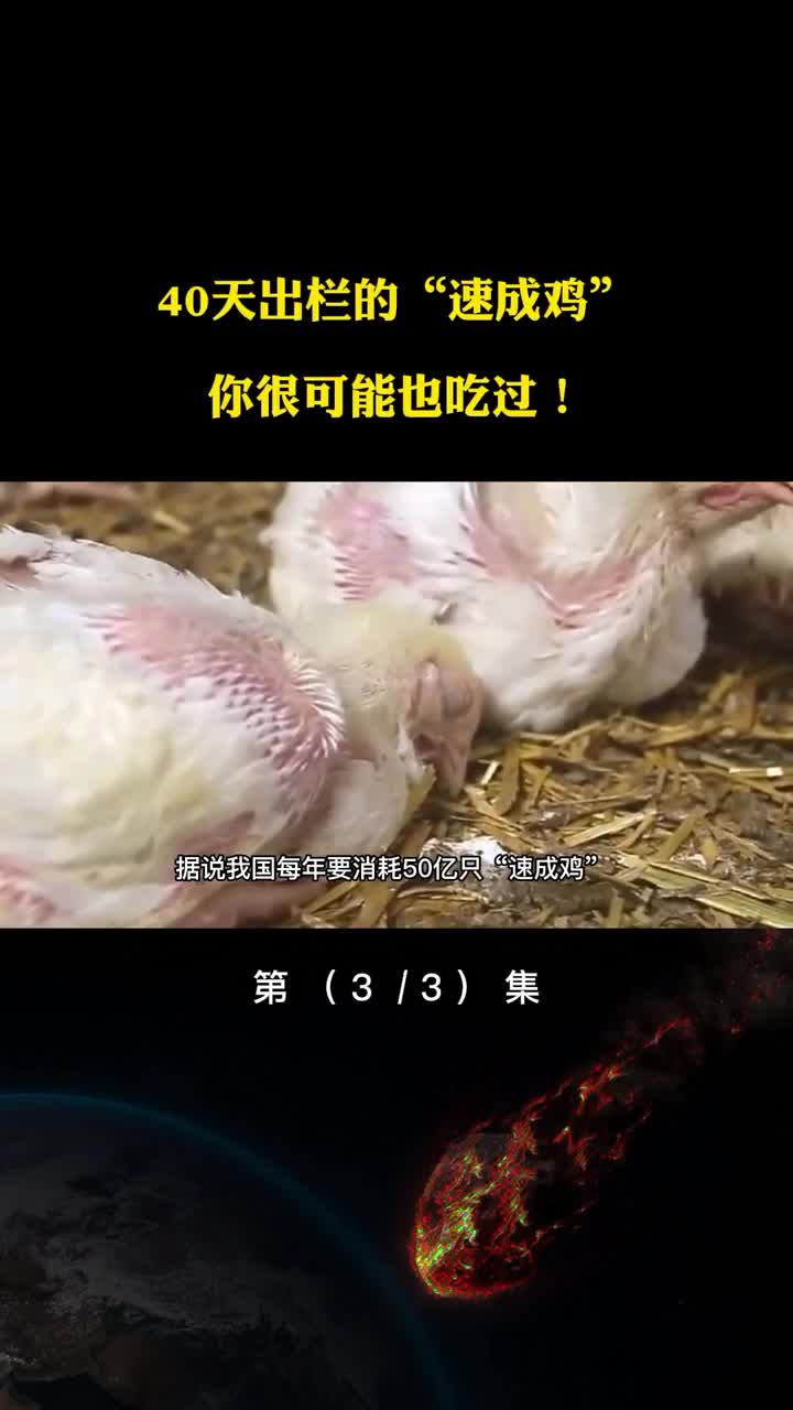 长得太快而站不起来40天出栏的速成鸡你很可能也吃过