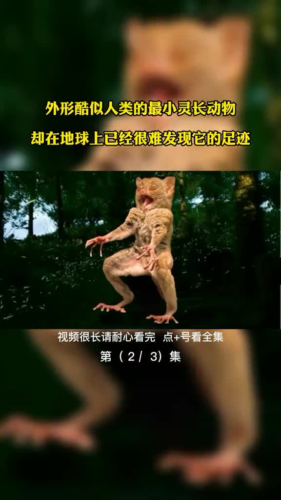 外形酷似人类的最小灵长动物却在地球上已经很难发现它的足迹第2集
