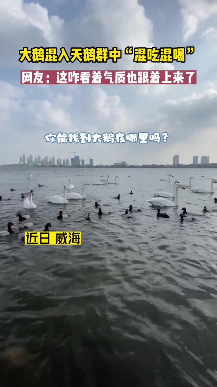 大鹅混进天鹅群里混吃混喝拍摄者人家脖子都长就它脖子短网友能混一天是一天