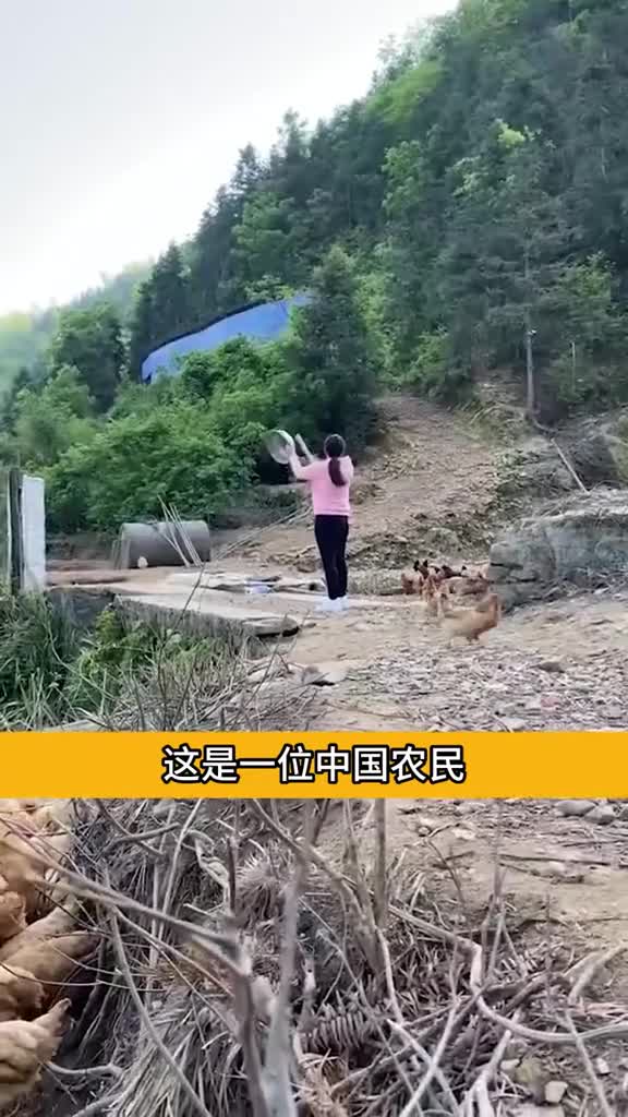 中国农民养鸡的视频火到了国外