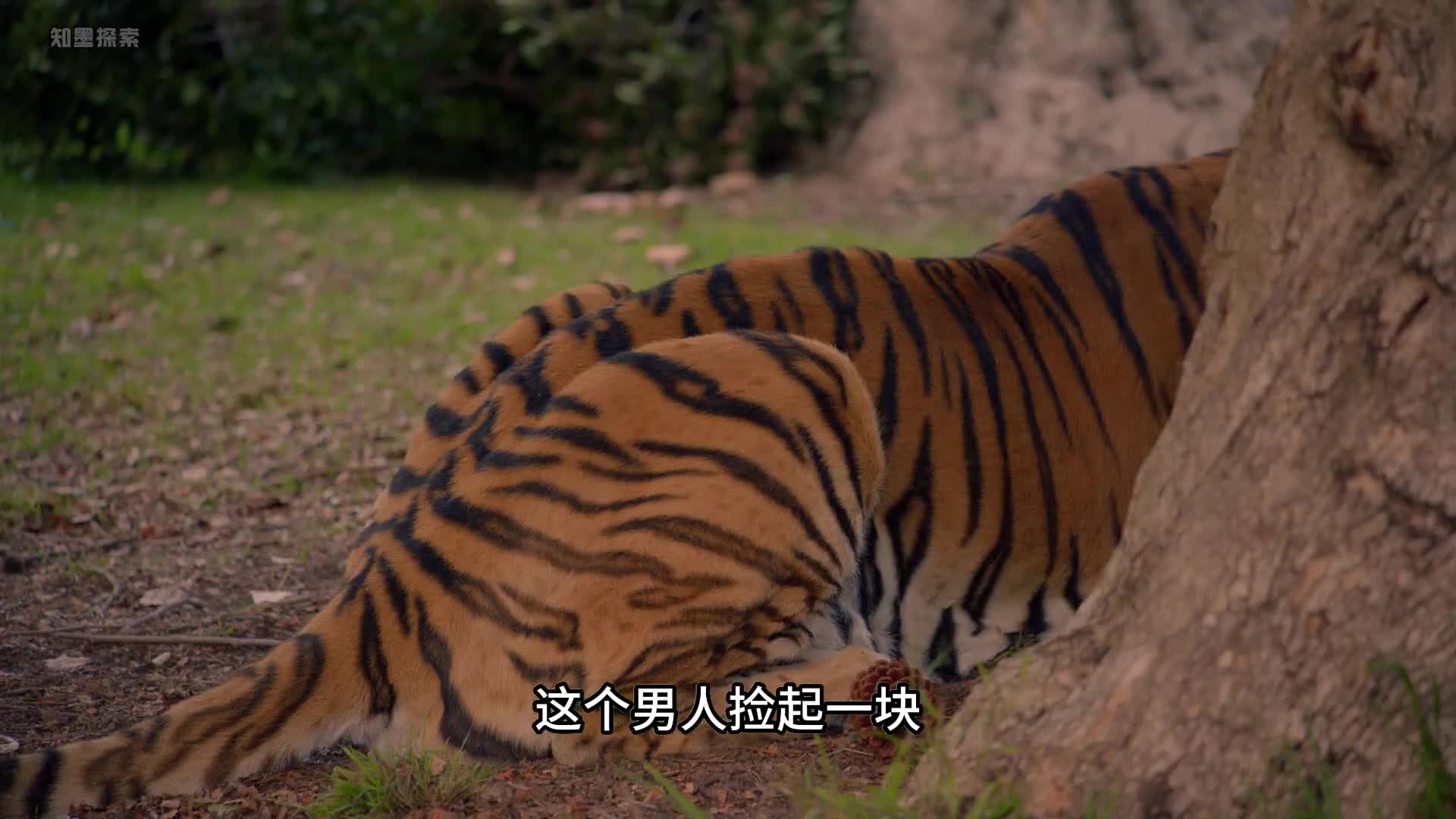 男人动物园调戏老虎后续完整版