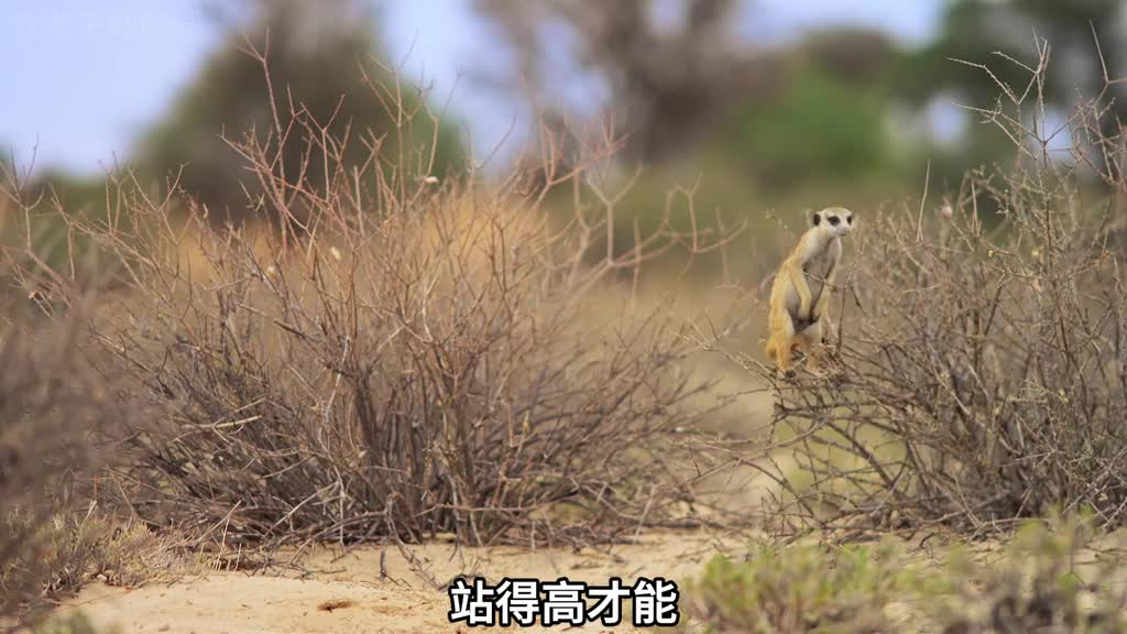 狐獴遭遇电音诈骗
