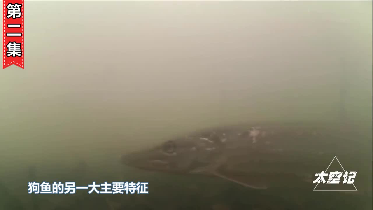 让普京都兴奋不已的狗鱼到底有多猛真能活200岁吗