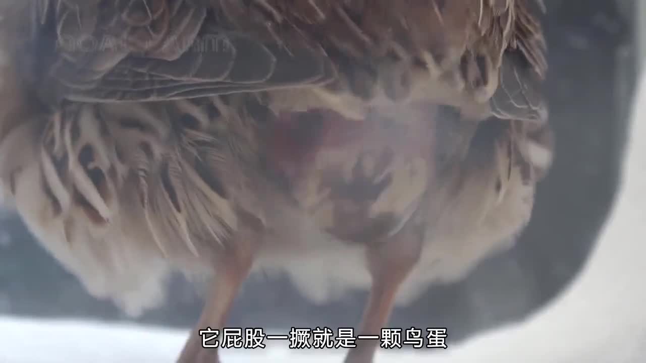 鹌鹑蛋是如何制作的