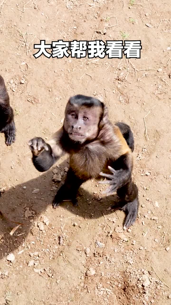 大家帮我看看济南野生动物世界的憨憨是不是都是人扮的抖音小助手