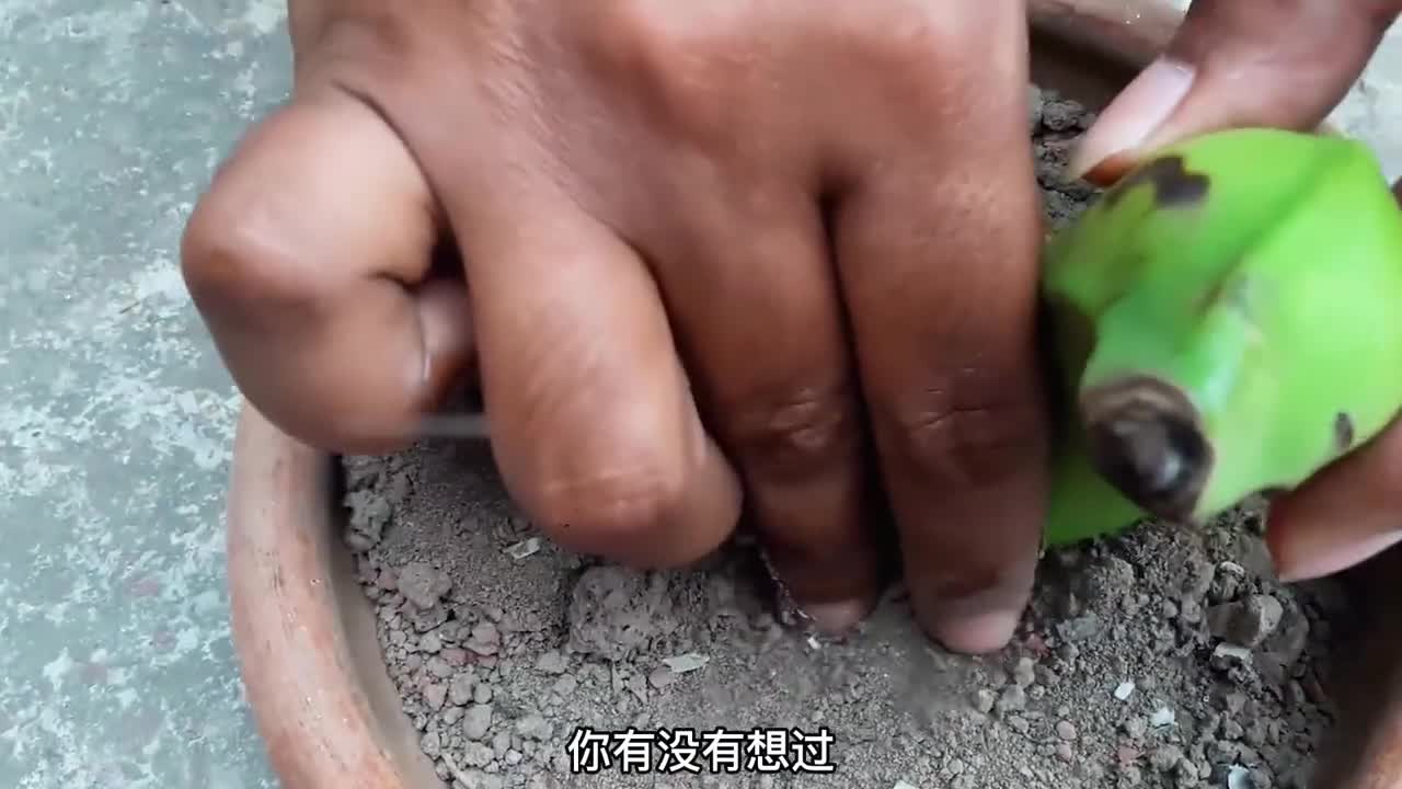 买来的香蕉种在土里能否长出香蕉树