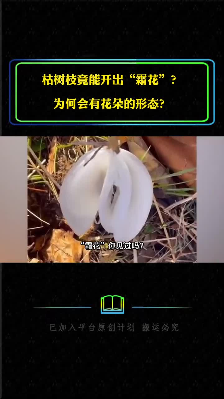 枯树枝竟能开出霜花明明是一块冰为何会有花朵的形态呢