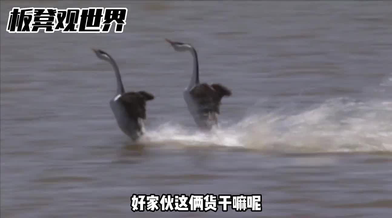 动物界的奇葩鸊鹈求偶