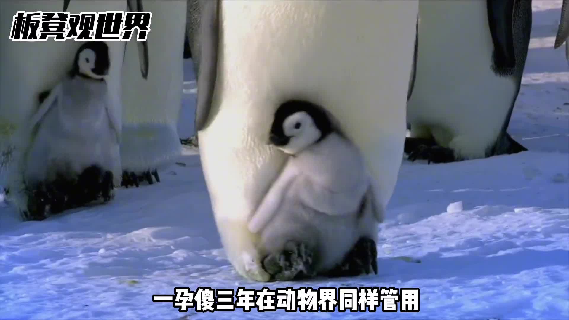 呆萌的帝企鹅离家出走之旅