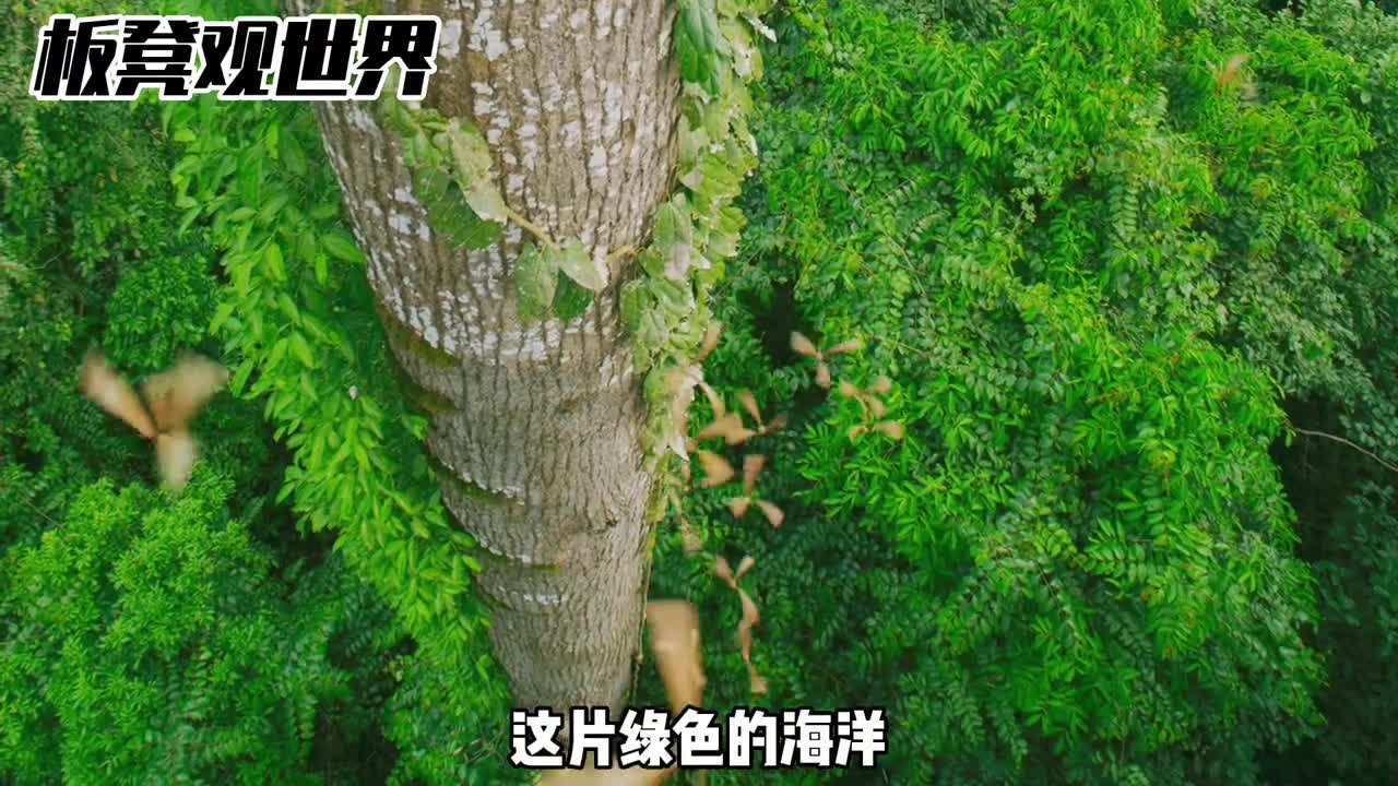 植物为了阳光也是拼了