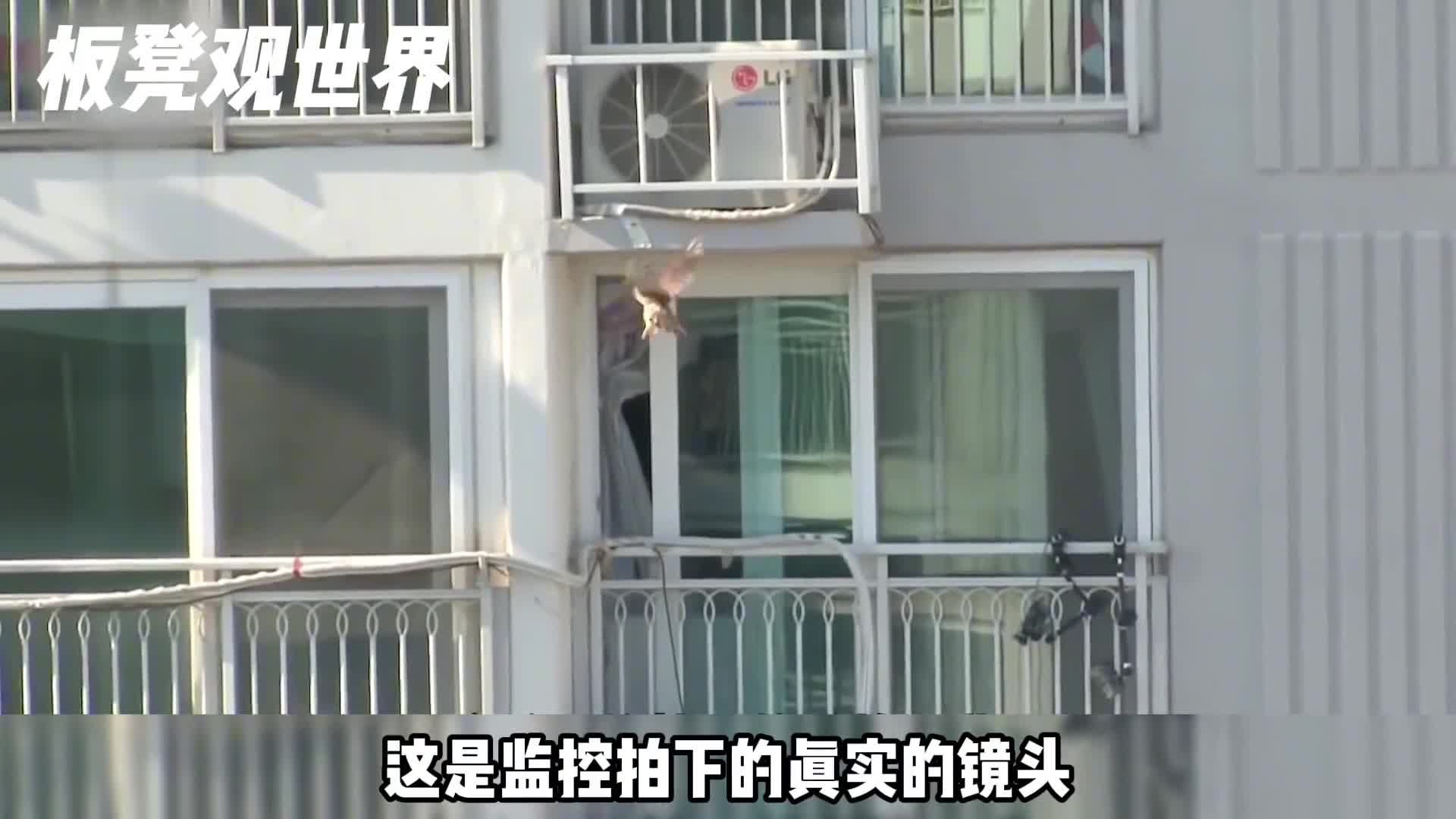 老鹰飞到了居民区攻击人类