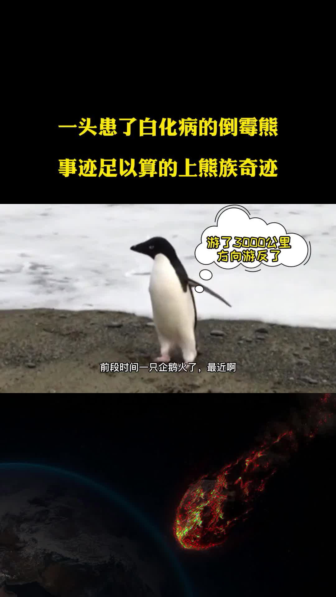 一头患白化病的棕熊被好心人误认成北极熊事迹称得上熊族传奇