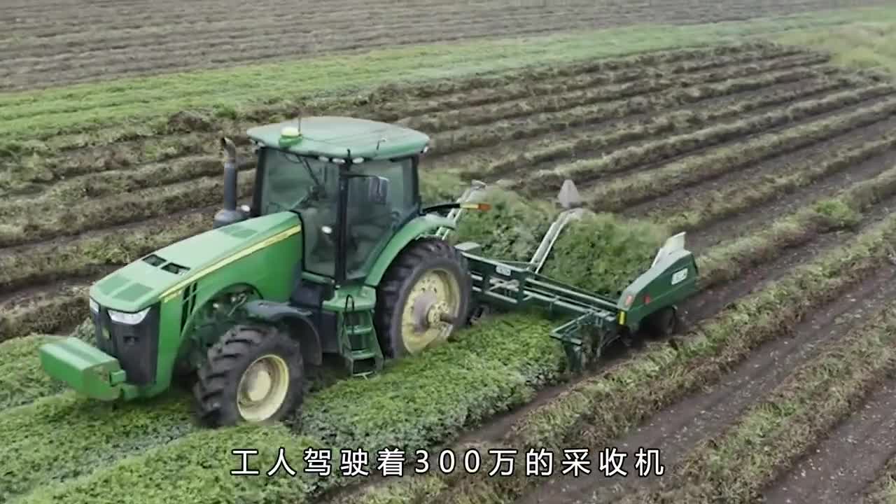 鱼皮花生里有鱼皮吗