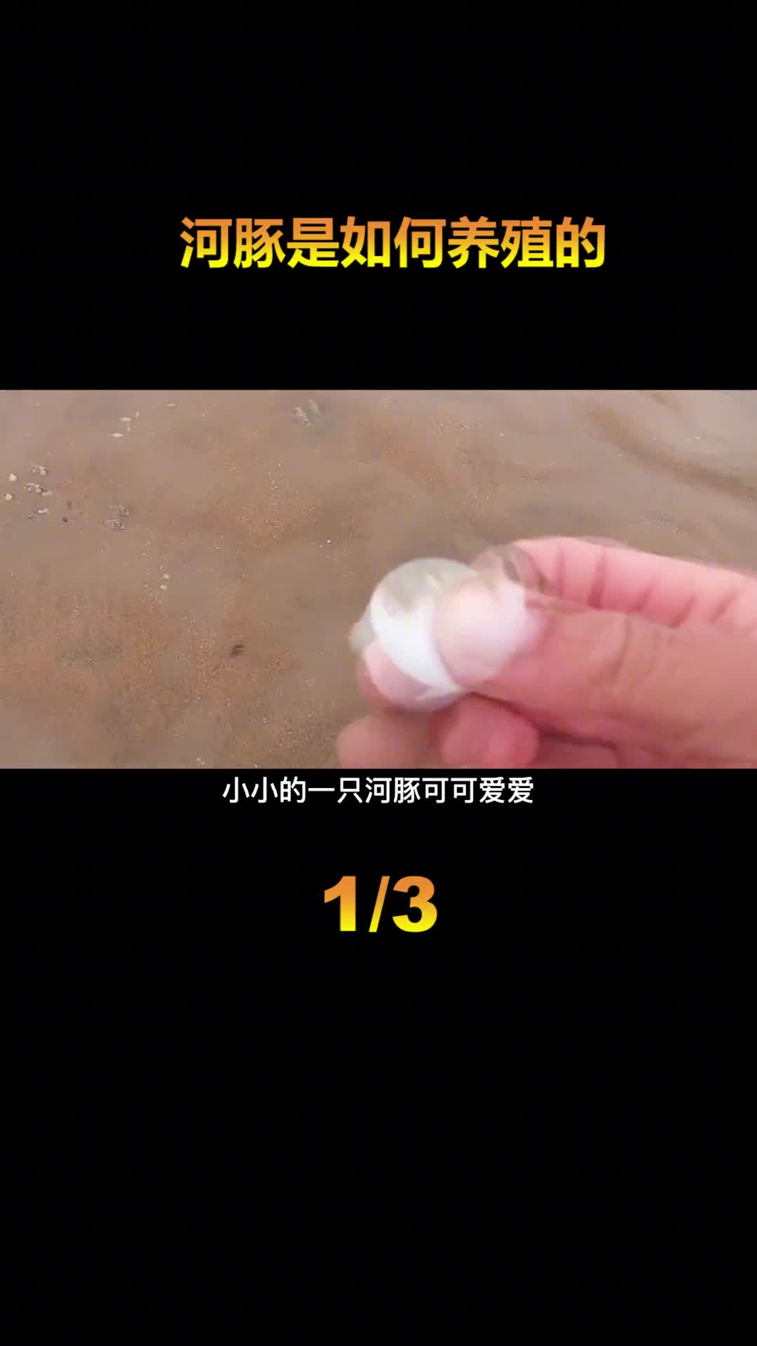 小小河豚以剧毒而闻名却在日本遭遇滑铁卢