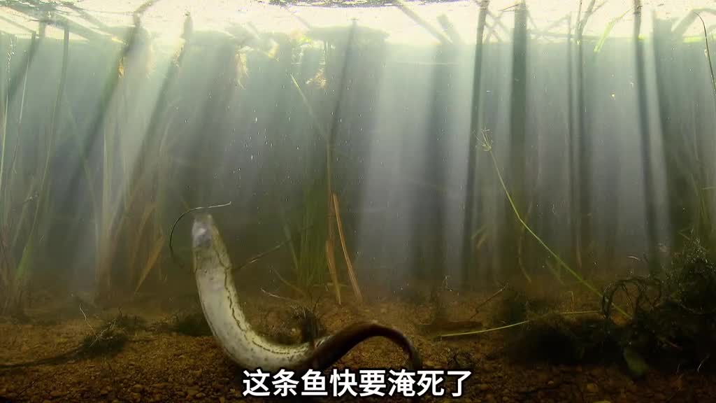容易被淹死的鱼