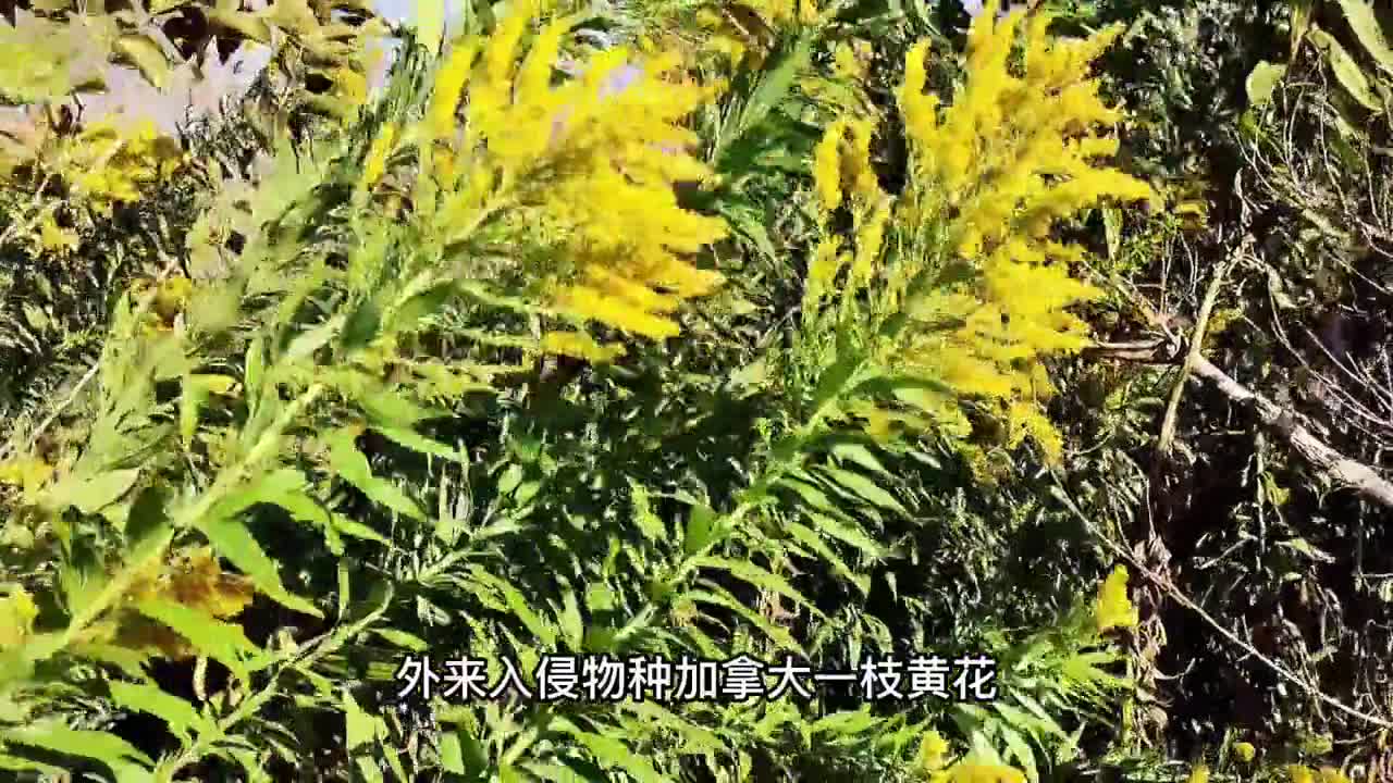 外来入侵物种加拿大一枝黄花在中国遇到天敌啦还供不应求