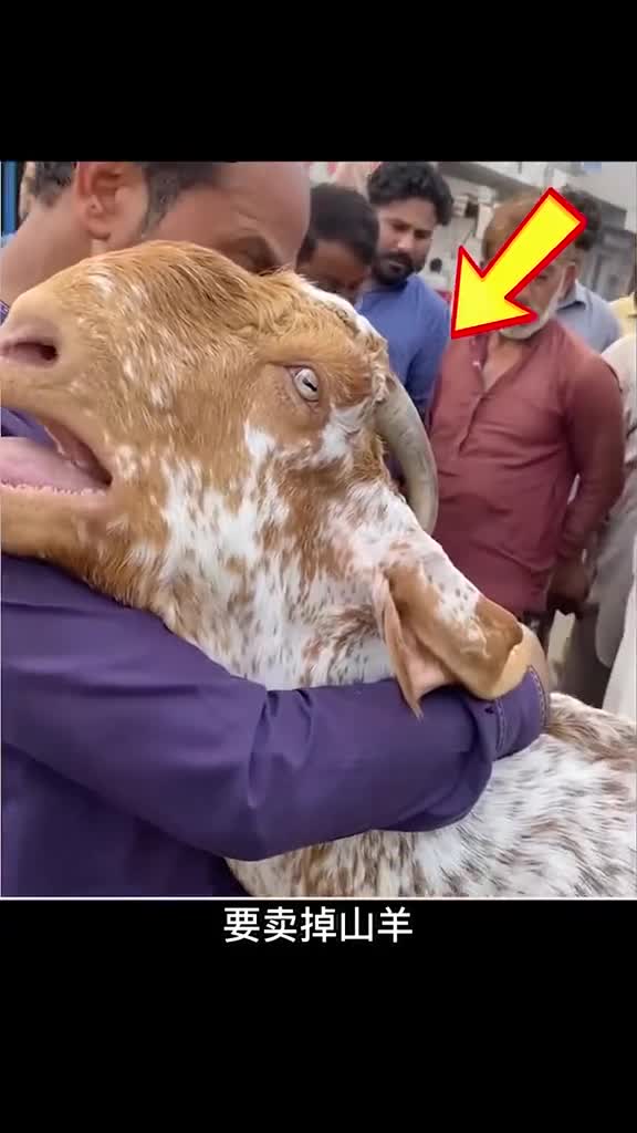 证明动物也是有情感的