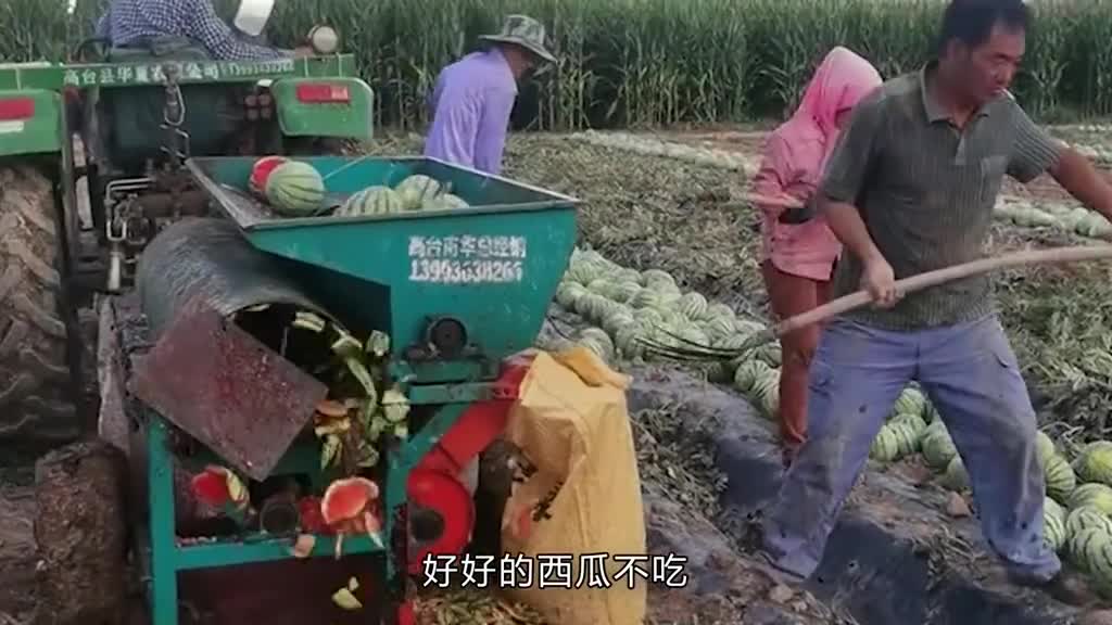 你吃的西瓜籽可能不是西瓜的籽
