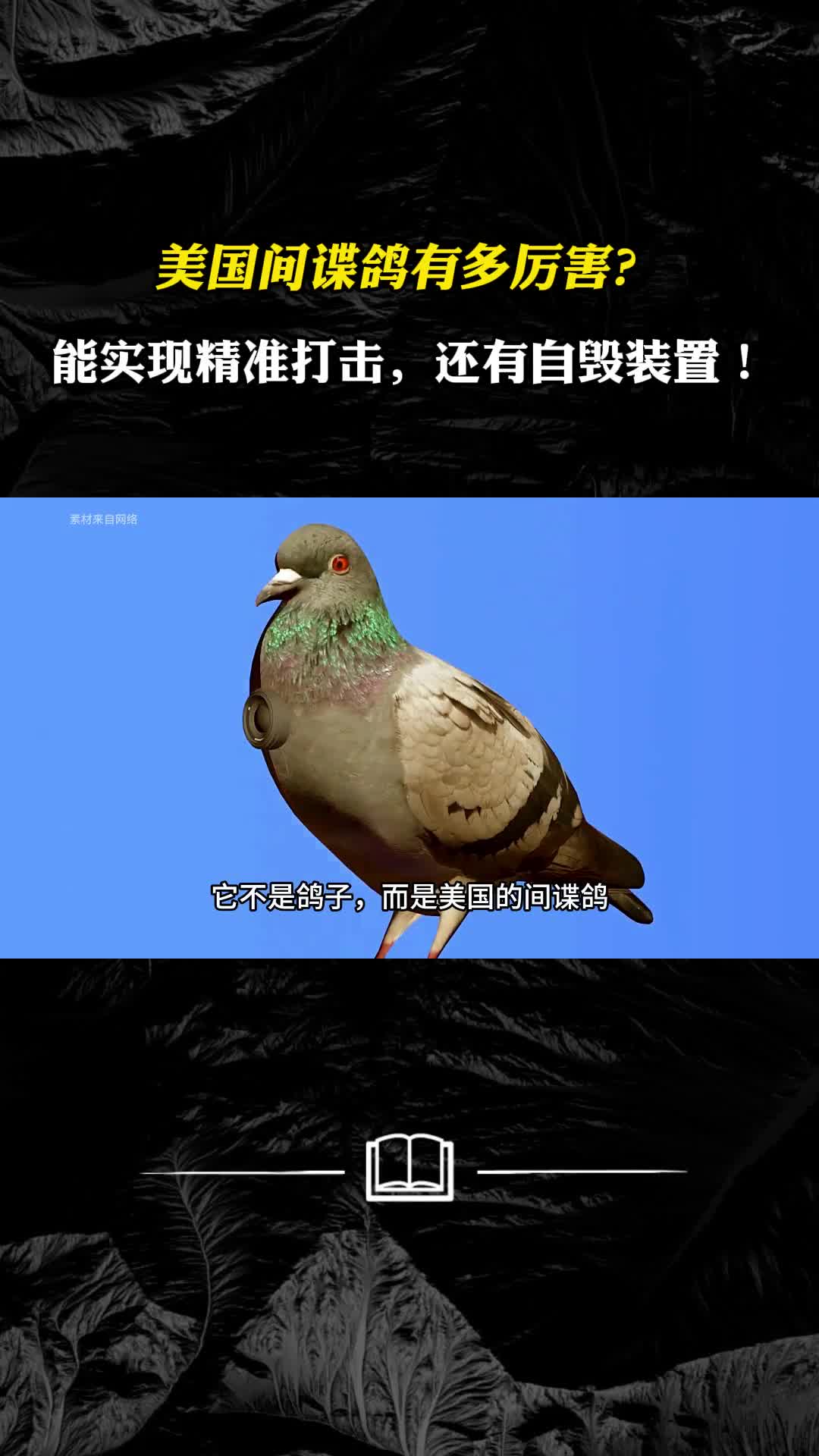 美国间谍鸽有多厉害能实现精准打击还有自毁装置