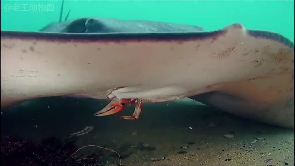 厚礼蟹魟鱼的自助盛宴