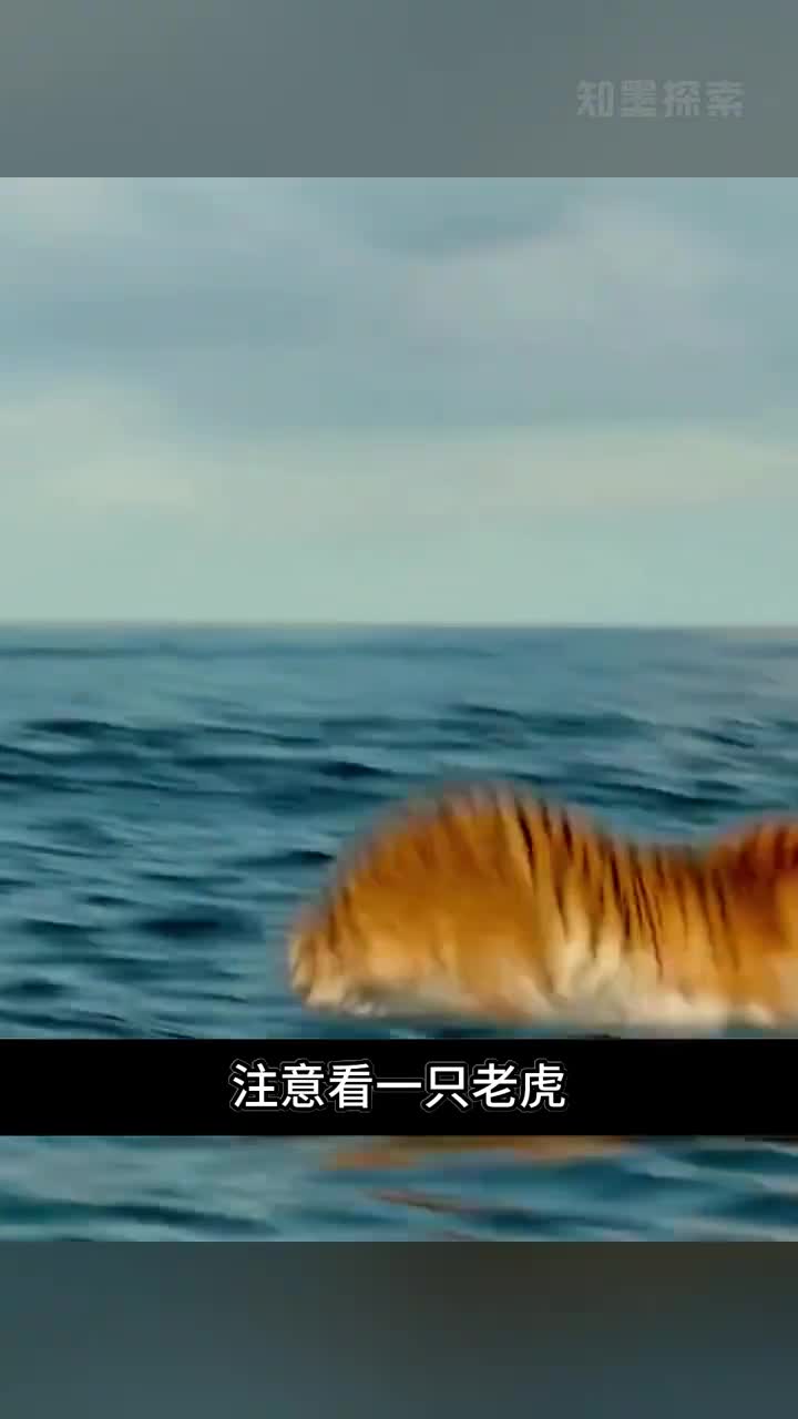 男孩与老虎被困在船上