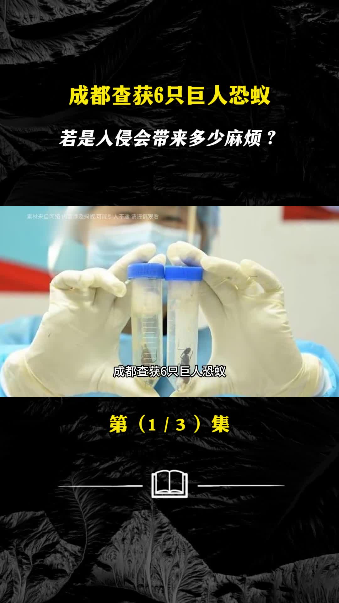 成都查获6只巨人恐蚁若是入侵会带来多少麻烦